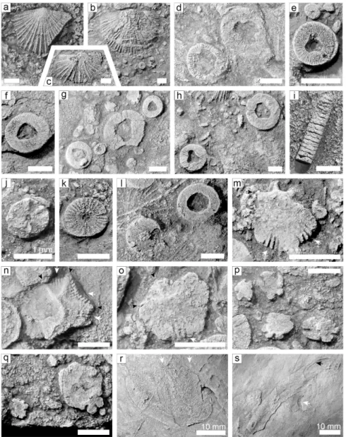 Fig. 4. Representative fossil specimens described in this study. (a-c) brachiopod shells: (a) partially broken ventral  valve (KIGAM-9D44a) on recrystallized dolomite matrix; (b) broken ventral valve with adjacent small crinoid  col-umnals (KIGAM-9J88bb); 