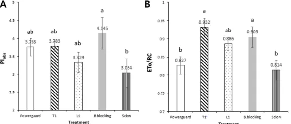 Fig. 3. Differences in PI abs  (A) and ETo/RC (B) from leaves of non-grafted and grafted cherry tomato plants 273 days after planting