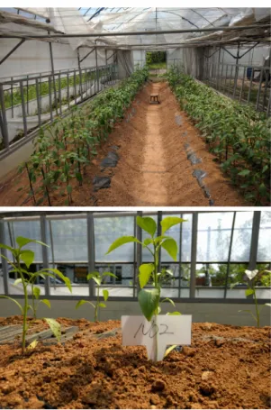 Fig. 1. View of inside greenhouse.