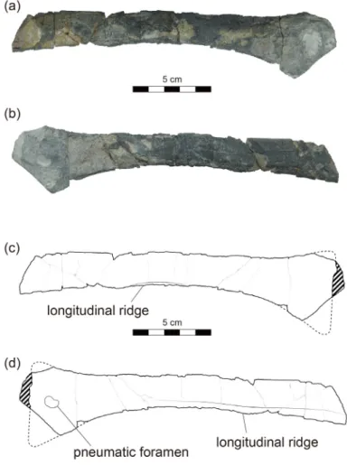 Fig. 2. Second wing phalanx of cf. Boreopteridae (SNUVP 201901) from the Hasandong Formation