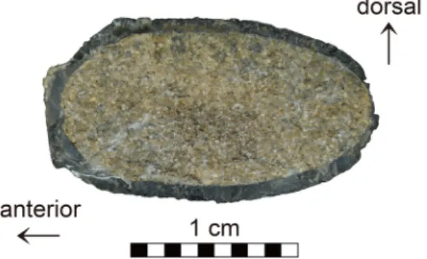 Fig. 3. A cross-section of the second wing phalanx shaft  of cf. Boreopteridae (SNUVP 201901) from the Hasandong Formation