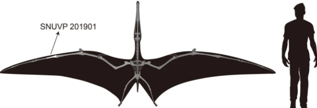 Fig. 4. Comparison of proximal condyles of second  wing phalanxes in selected Asian pterosaurs from  Aptian