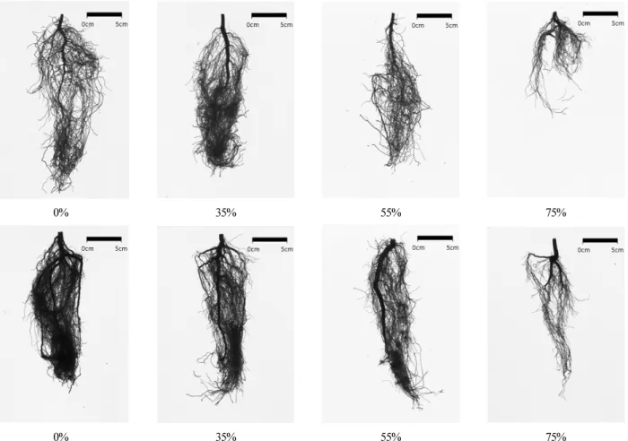 Fig. 1. Effects of shading rate on root images (20 × 25cm) of T. daniellii seedling sampled on (top) August 23, 2018, (down) October 23, 2018.