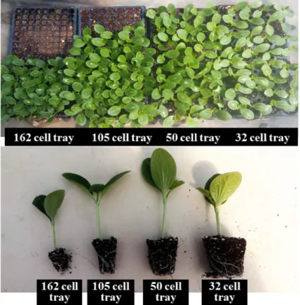 Fig. 1. Plug seedlings of squash cultivated for 8 days after sowing in 162, 105, 50, and 32 cell trays.