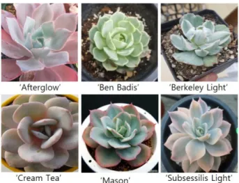 Fig. 1. Six cultivars of Echeveria genus used in this study.