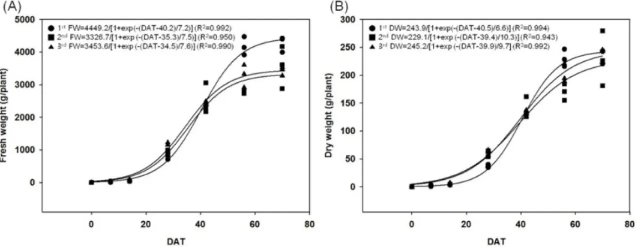 Fig. 2. Changes in fresh weight (A) and dry weight (B) of Kimchi cabbage as affected by different transplanting dates (1 st , April 15; 2 nd , April 29; 3 rd , May 13) during the spring growing season.