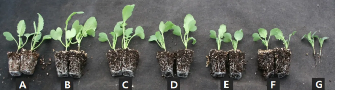 Fig. 5. Growth of radish 2 weeks after sowing in 72-plug trays as influenced by various amounts of nitrogen incorporated as pre-planting nutrient charge fertilizer in the perlite:coir dust:peatmoss (30:35:35%, v/v/v; A: 0, B: 100, C: 250, D: 500, E: 750, F