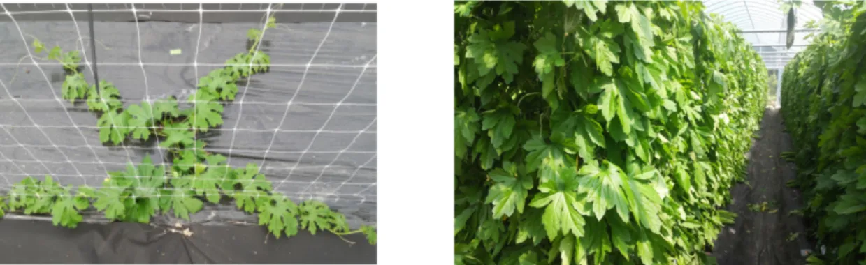 Table 3. Effect of planting date on the growth of bitter gourd. Investigation date was October 20, 2015