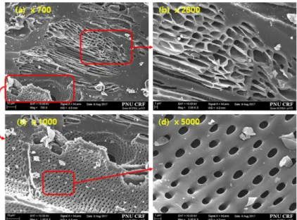 Fig. 1. FE-SEM images of the A type bamboo charcoal particle surfaces.
