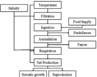 Fig. 4. The schematic diagram for the cycle of nutrients (C, N and P) in the bivalve culture ecosystem.