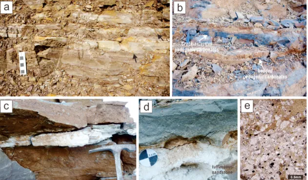 Fig. 8. a. Graded medium-grained sandstone (arrows). b. Pedogenic carbonates. c. Thin- to medium-bedded tuffa- tuffa-ceous coarse- to medium-grained sandstone