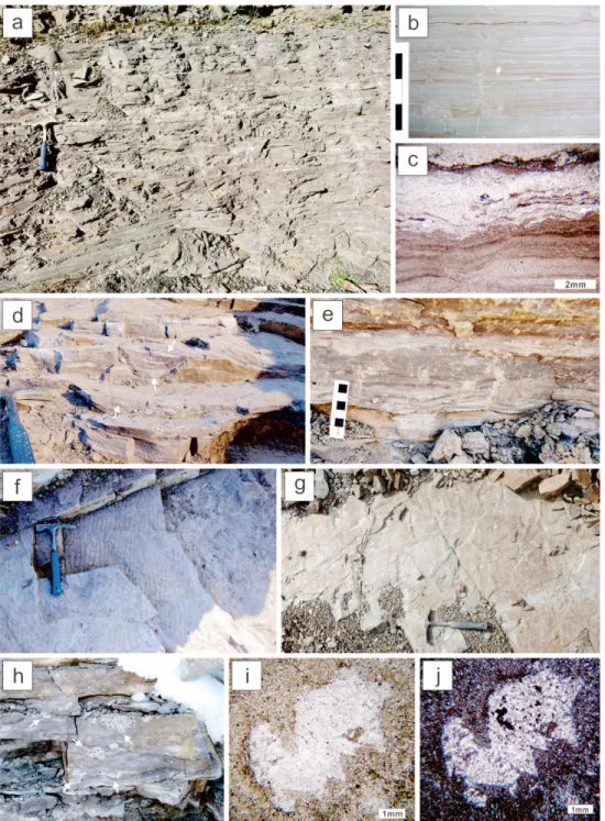 Fig. 2. Occurrences and sedimentary features of reddish interlaminated to thinly interbedded fine-grained sandstone  to siltstone and mudstone