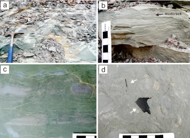Fig. 4. Occurrences of greenish gray interlaminated fine-grained sandstone to siltstone and mudstone