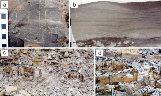 Fig. 6. Planar- to cross-laminated medium- to fine-grained sandstone to siltstone (a, b) and dunoid and planar- to  cross-laminated medium- to fine-grained sandstone (c, d)