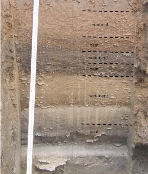 Fig. 6. Photograph of the Pyeongtaek peat bog trench.교란작용을 받지 않고 매년, 매십년 또는 매백년 퇴적물이 차곡차곡 연속적으로 쌓여야 하고, 두 번째, 퇴적물이 기후나 환경 변화에 민감하게 반응하여 유의미한 기록을 보존하고 있어야 하며, 세 번째, 이러한 퇴적물을 시추 작업을 통하여 100% 비교란 시료로 회수하여야 한다
