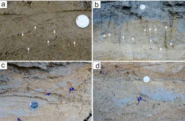 Fig. 7. Occurrences of the soft-sediment deformation structures observed at 2.8-3.0 m in elevation