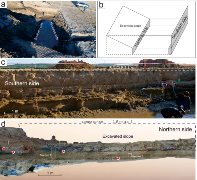 Fig. 3. Exposed sections in the trench site (a) and schematic diagram (b). The southern side (c) corresponds to the  upper and lower part, and the northern side (d) corresponds to the middle part in the trench site.