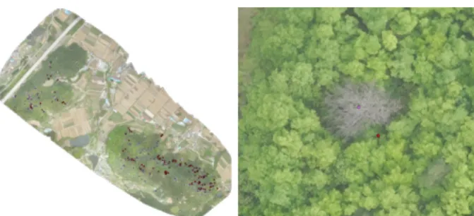 Fig. 4. Observation Results of Pine Wilt Disease Based on Image