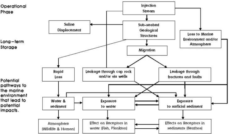 Fig. 3. Conceptual model of potential environmental pathways and effects (IMO [2006]).