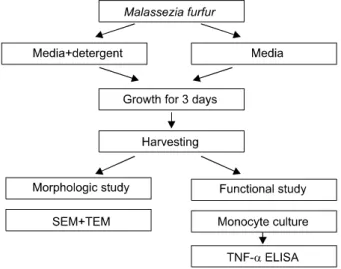 Fig. 1. Flow chart of this study.