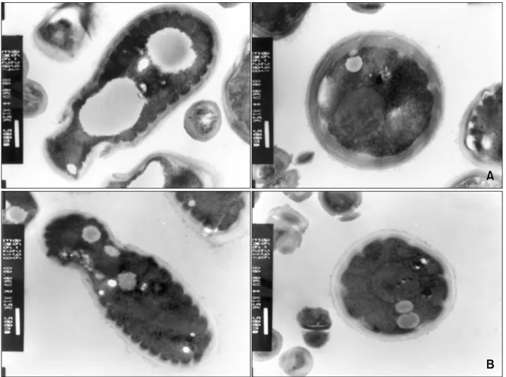 Fig. 3. Morphological alteration of the ALS-treated M. furfur. (A) Transmission electron microscopic findings of the M