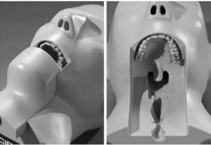Fig. 1. Dental head phantom.