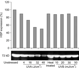 Fig.  1.  Western  blot  analysis  of  HSP70  expression  from  keratinocytes.  UV  exposure  did  not  up-regulate  HSP70  expression