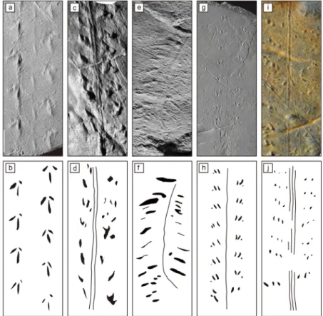 Fig. 10. Trackways of the insects. (a) Lithographus hieroglyphicus (modified from Minter and Braddy, 2009)