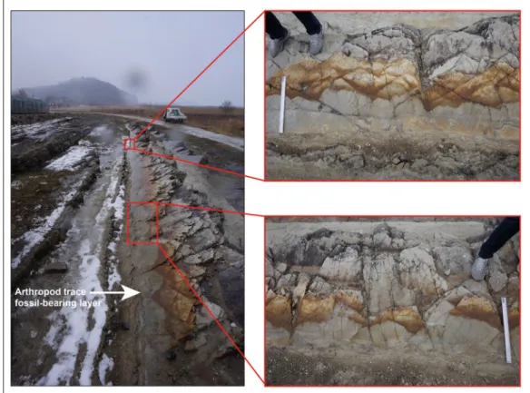 Fig. 2. Arthropod trace fossil-bearing layer.