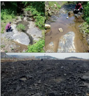 Fig. 1. Location of the sections from which the material  for this study was collected.