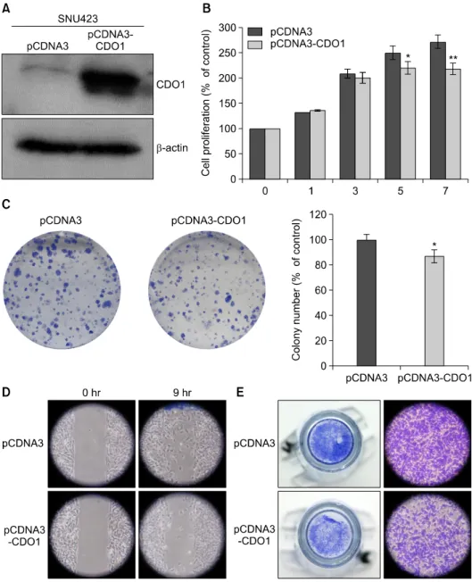 Fig. 2. Analyses of CDO1 protein in the SNU423 HCC cell line with and without pCDNA3-CDO1  transfection (CDO1  overex-pression)