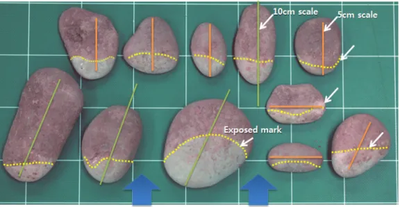 Fig. 4. The shape and orientation of pebbles in the upper pebbly mud deposits. Note that the orientation of the long-axis  is nearly parallel to the wave direction