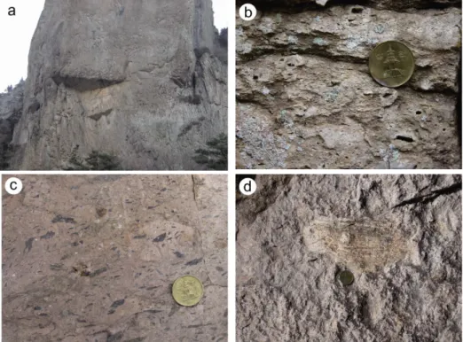 Fig. 3. Typical exposures of pumice-rich vitric tuff in the Juwangsan Tuff. (a) Columnar cooling joints in vertical  cliff of the dense welding zone; (b) Lithophysaes have a central cavity that is lined by quartz band rimmed by  spher-ulitic crust in the p