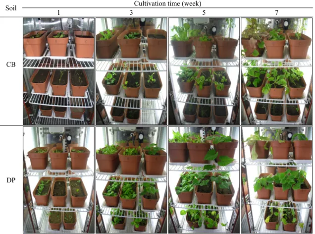 Fig. 4. Photographs of the plants at different cultivation time of phytoextraction.