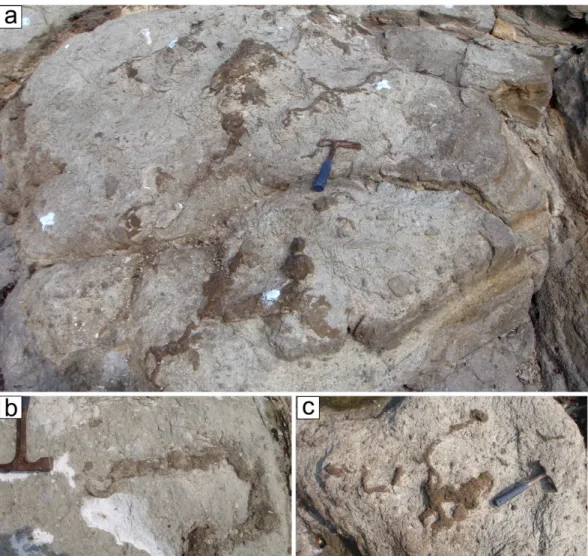 Fig. 5. Occurrences of the burrows at site 1 (surface views). a. Surface view of the burrows showing tubular,  subcircular, and irregular shapes