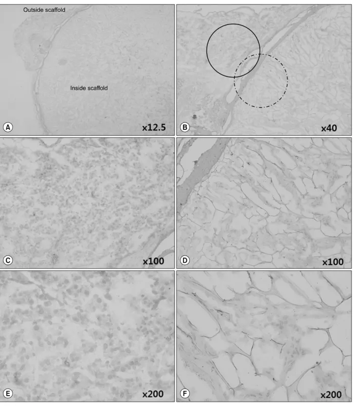 Fig. 9. A CD105-stained artificial scaffold processed 30 days after implantation into SCID