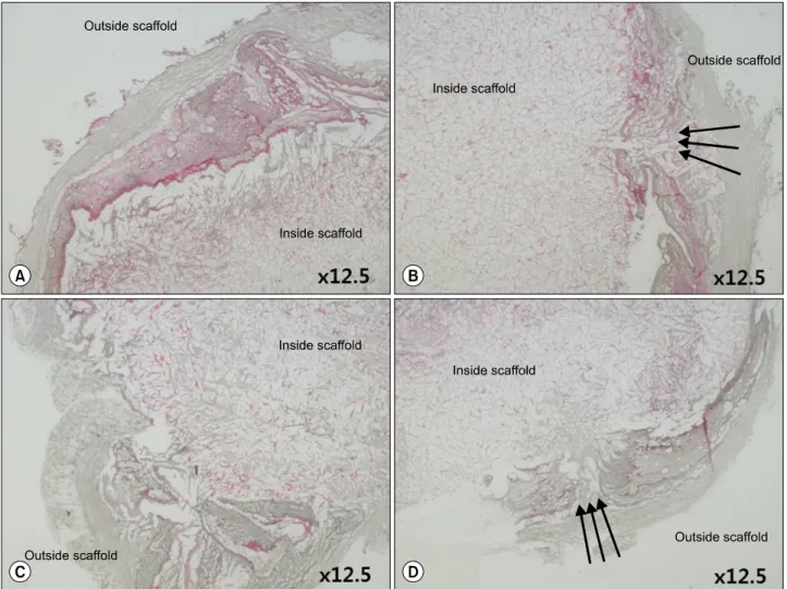 Fig. 4. H&amp;E-stained images of the artificial scaffold material processed 30 days after implantation into SCID mice