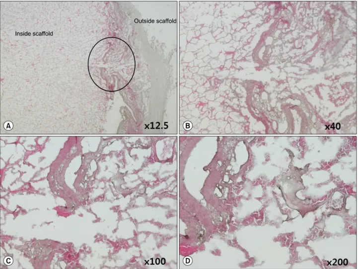 Fig. 5. H&amp;E-stained collagen of the artificial scaffold 30 days after implantation into SCID mice