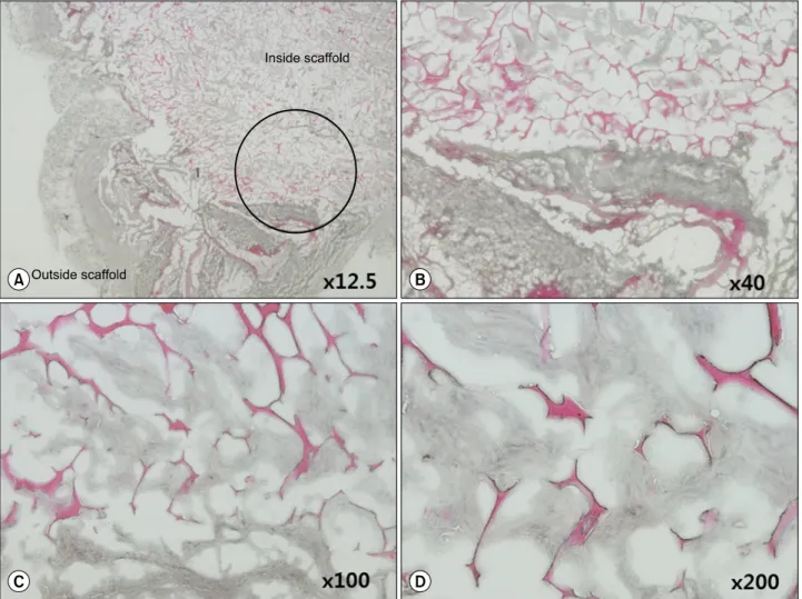 Fig. 6. Magnification of the inner side of the H&amp;E-stained artificial scaffold 30 days after implantation into SCID mice