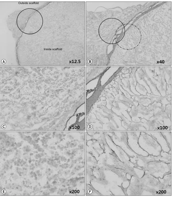 Fig. 7. A VEGF-stained artificial scaffold processed 30 days after implantation into SCID mice
