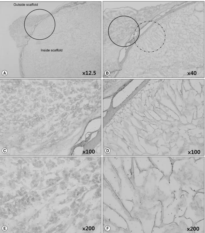 Fig. 8. A CD34-stained artificial scaffold processed 30 days after implantation into SCID