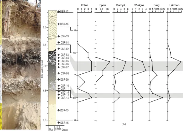 Fig. 2. Palynofloral occurrences from coastal sand dune of Dasari area. Shelly pebble layers (gray shadow), interca- interca-lated the upper and lower sand dune sequence, indicate the occurrences of marine dinocysts as well as terrestial  palynomorphs refl