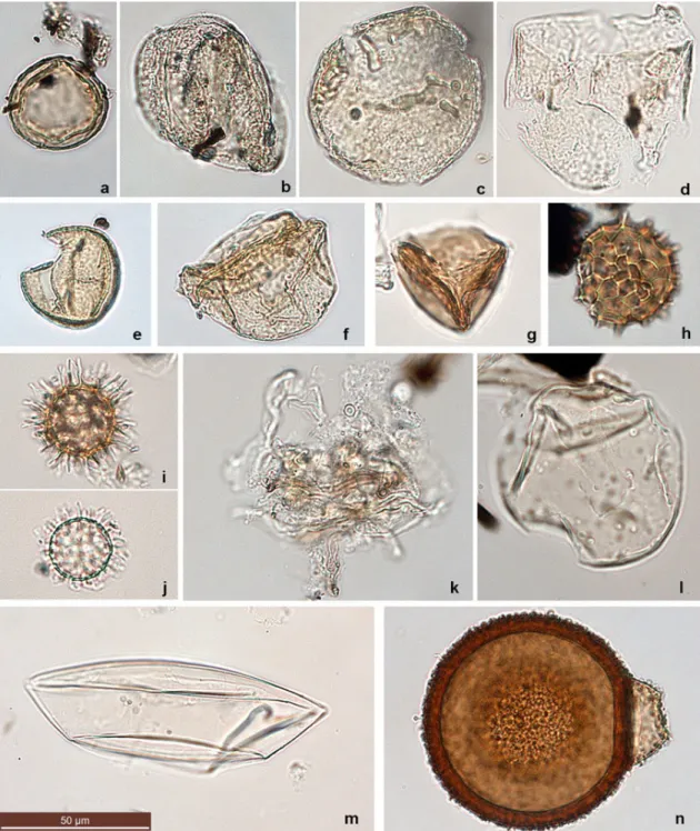 Fig. 3. Optical microscopic photos of terrestrial pollen and marine dinocyst. Pollen (a~e): a