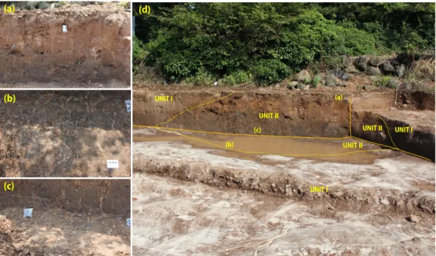 Fig. 2. (a) Photograph of soil wedges in vertical section. (b) plan view of soil wedge layer showing distinct polygonal  patterns
