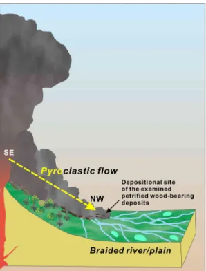 Fig. 10. Schematic diagram showing the depositional  setting of the petrified wood-bearing deposits in study  area