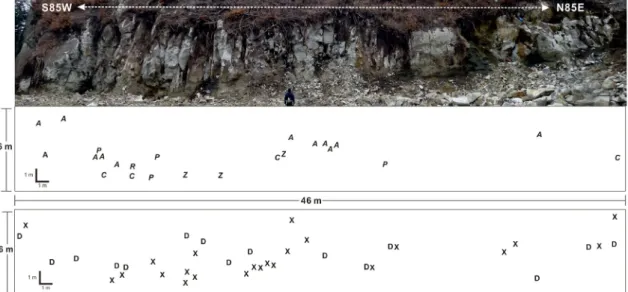 Fig. 3. Sectional outcrop view in study area and distribution map of the petrified woods in section, showing the  dominance of Acer