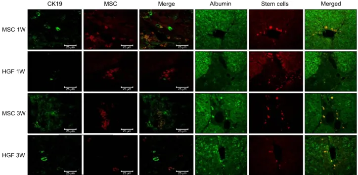 Fig. 9. Transplanted donor cell engraftment to the recipient liver and differentiation into the hepatocytes