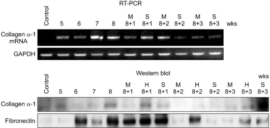Fig. 4. Western blot analysis and RT-PCR study also showed these serial changes of fibrosis, Quantification of fibrosis induction and MSC-associated effects were assessed through antibody studies for collagen α-1 and fibronectin and RT-PCR for collagnen α-
