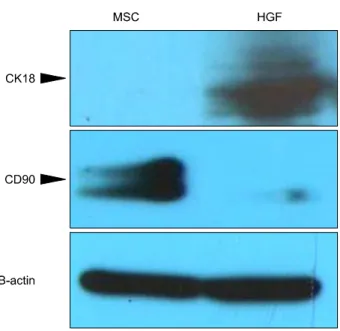 Fig. 6. Western blot analysis indicated that these specific  markers were actively synthesized before and after hepatic  differentiation: HGF-treated MSCs became the  CK18-pos-itive, Isolated MSCs became CD 90-postive