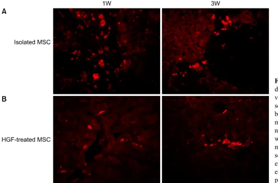 Fig. 7. Transplanted donor cell  distribution to the recipient  li-vers. High fluorescence  micro-scope images (×20)